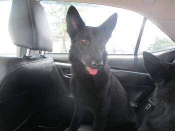 A383972 -  German Shepherd Dog Dog for Adoption in Ocala, Florida - A383972 | PetCurious