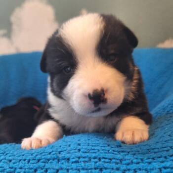 Great Pyrenees Dogs Available for Adoption - Papa John | PetCurious