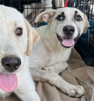 Rescue Anatolian Shepherd and Yellow Labrador Retriever Dogs for Adoption in Lampasas, Texas - Desiree | PetCurious