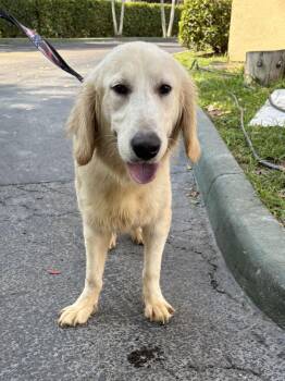 Golden Retriever Dogs Available for Adoption - RICHARD | PetCurious