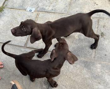 Merlin -  German Shorthaired Pointer Dog for Adoption in Stephens City, Virginia - Merlin | PetCurious