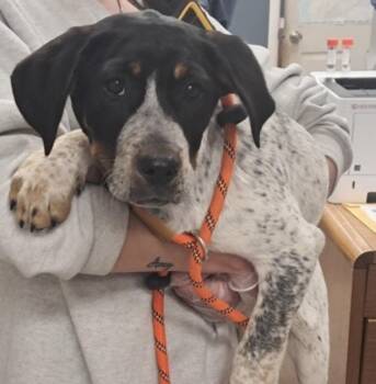 Australian Cattle Dog Blue Heeler Dogs Available for Adoption - Lizzy | PetCurious