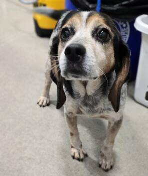 Rescue Beagle Dogs for Adoption in Lindenhurst, New York - 25-461 | PetCurious