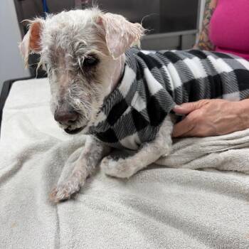 Poodle Dogs Available for Adoption - Alvin | PetCurious