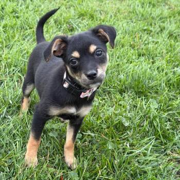 Caddy -  Chihuahua and Hound Dog for Adoption in Fountain Hill, Pennsylvania - Caddy | PetCurious