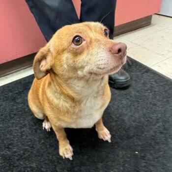 Ginger Marie D12583 -  Chihuahua and Beagle Dog for Adoption - Ginger Marie D12583 | PetCurious