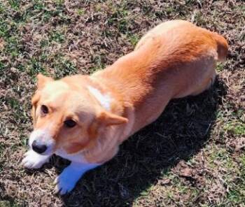 Teddy Corgi -  Pembroke Welsh Corgi Dog for Adoption in Dalworthington Gardens, Texas - Teddy Corgi | PetCurious