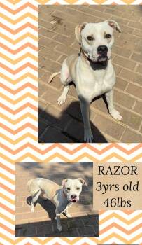 RAZOR -  Mixed Breed Dog for Adoption in Holbrook, New York - RAZOR | PetCurious