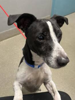 Rescue Terrier and Mixed Breed Dogs for Adoption in Las Vegas, Nevada - BRON | PetCurious
