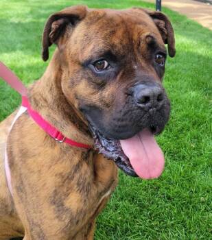 Mastiff Dogs Available for Adoption in St. Louis, Missouri - HARLEY | PetCurious