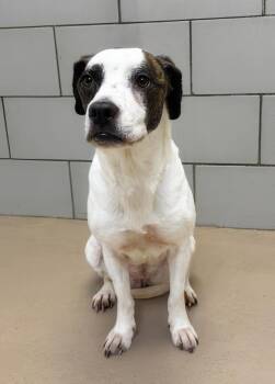Carolyn -  Mixed Breed Dog for Adoption in Nashville, Tennessee - Carolyn | PetCurious