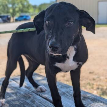 Alanna -  Black Labrador Retriever and Mixed Breed Dog for Adoption in Buchanan Dam, Texas - Alanna | PetCurious