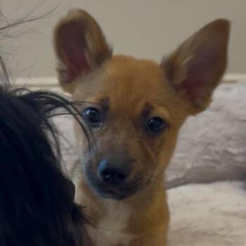 Bluey 2026-379 -  Cattle Dog and Chihuahua Dog for Adoption in Winder, Georgia - Bluey 2026-379 | PetCurious