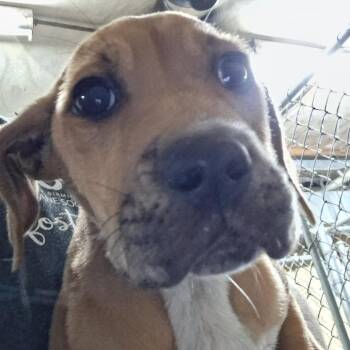 Thallia -  Labrador Retriever Dog Available for Adoption in Birmingham, Alabama - Thallia | PetCurious