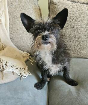 Heidi -  Yorkshire Terrier Dog for Adoption - Heidi | PetCurious