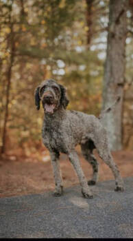 Rescue Poodle Dogs for Adoption in Marietta, Georgia - Sid | PetCurious