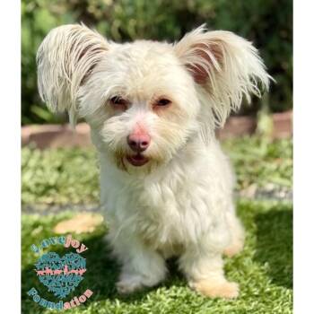 Shih Poo Dogs Available for Adoption in Inglewood, California - Sakura | PetCurious