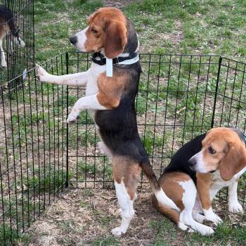 Beagle Dogs Available for Adoption in Rochester, Minnesota - Phoenix | PetCurious