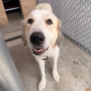 Lyndall -  Great Pyrenees Dog for Adoption in Sand Springs, Oklahoma - Lyndall | PetCurious