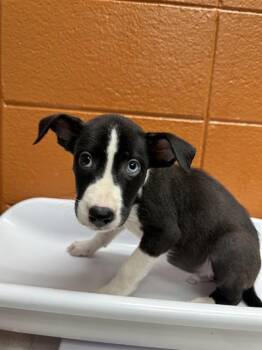 Rescue Pit Bull Terrier and Mixed Breed Dogs for Adoption - PEACOCK | PetCurious