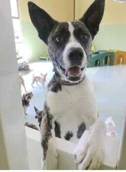 Yuki -  Husky and Boxer Dog for Adoption in Rancho Santa Margarita, California - Yuki | PetCurious