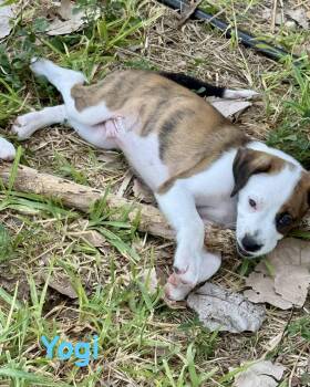 Bear Litter - Yogi -  Boxer Dog for Adoption in Monticello, New York - Bear Litter - Yogi | PetCurious
