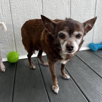 Chihuahua Dogs Available for Adoption - Coco Chanel | PetCurious