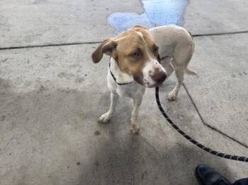 HOWL HOGAN -  Pit Bull Terrier and Mixed Breed Dog for Adoption in Texas City, Texas - HOWL HOGAN | PetCurious