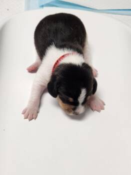 Mocha -  Hound Dog for Adoption in Wabash, Indiana - Mocha | PetCurious