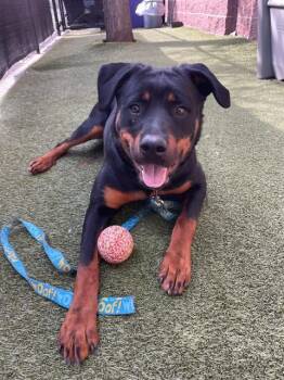 Rottweiler and Mixed Breed Dogs Available for Adoption in Minneapolis, Minnesota - TURNIP | PetCurious