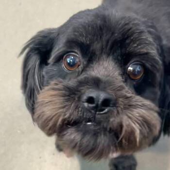 Meela -  Shih Tzu and Maltese Dog for Adoption in Boulder, Colorado - Meela | PetCurious