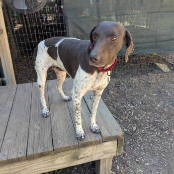 Pointer Dogs Available for Adoption - Ruby | PetCurious