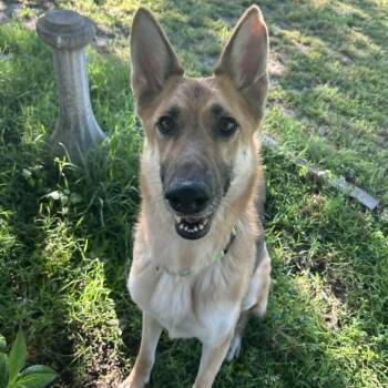 German Shepherd Dog Dogs Available for Adoption in Bartlett, Tennessee - Phoebe 2 | PetCurious