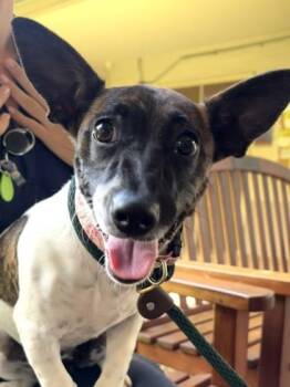 Winnie -  Mixed Breed Dog for Adoption in Honolulu, Hawaii - Winnie | PetCurious