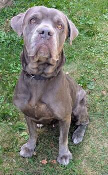 Cane Corso Dogs Available for Adoption - ELVIRA | PetCurious