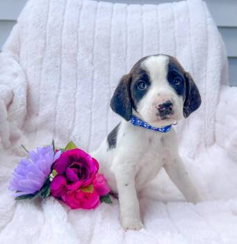 Mixed Breed Dogs Available for Adoption in Murray, Kentucky - William | PetCurious