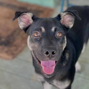 Scarlett -  German Shepherd Dog Dog for Adoption in Houston, Texas - Scarlett | PetCurious
