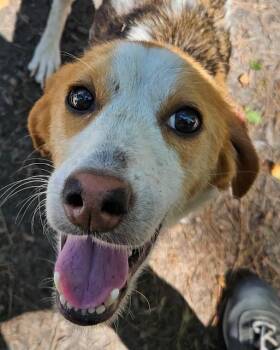 Rescue Coonhound and Treeing Walker Coonhound Dogs for Adoption in Heathsville, Virginia - MAREN | PetCurious