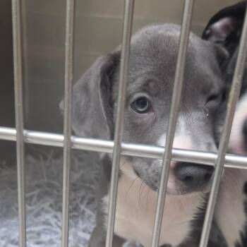 Julia -  Border Collie Dog for Adoption in Lakeland, Florida - Julia | PetCurious