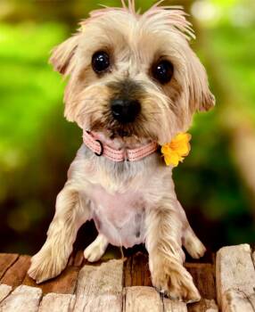 Rescue Yorkshire Terrier Dogs for Adoption in Fort Myers, Florida - Odette-Adorable 8lb Yorkie! | PetCurious