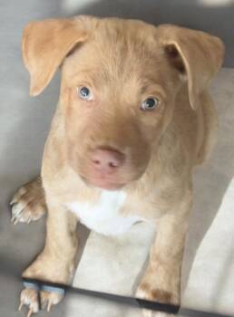 Coraline -  Labrador Retriever and Mixed Breed Dog for Adoption in Dallas, Texas - Coraline | PetCurious