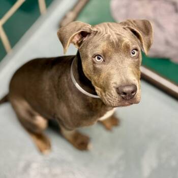 American Staffordshire Terrier and Mixed Breed Dogs Available for Adoption in Houston, Texas - SPAIN | PetCurious