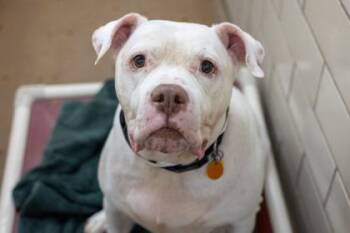Kane -  Pit Bull Terrier and Mixed Breed Dog for Adoption in Golden Valley, Minnesota - Kane | PetCurious