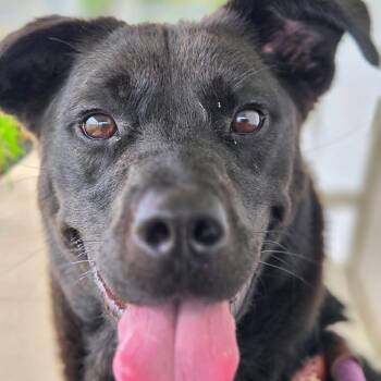 Luna -  Collie and Mixed Breed Dog for Adoption in Springboro, Ohio - Luna | PetCurious