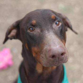 Doberman Pinscher Dogs Available for Adoption in San Antonio, Texas - JAMO | PetCurious