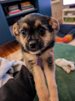 Pug and Chihuahua Dogs Available for Adoption in Sunnyvale, California - Jellybean | PetCurious