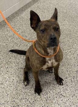 Chappie -  Pit Bull Terrier and Mixed Breed Dog for Adoption in Kansas City, Missouri - Chappie | PetCurious