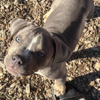 Statler -  Mixed Breed Dog for Adoption in Wappingers Falls, New York - Statler | PetCurious