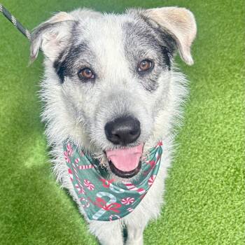 Hobbs aka Aladdin 9756 -  Mixed Breed Dog for Adoption in Loxahatchee Groves, Florida - Hobbs Aka Aladdin 9756 | PetCurious