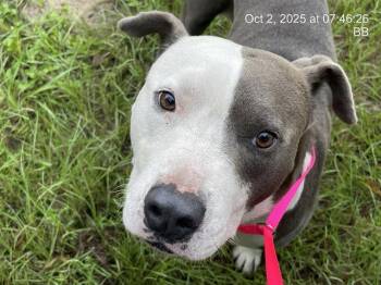 Rescue Pit Bull Terrier and Mixed Breed Dogs for Adoption in Ocala, Florida - FINS | PetCurious
